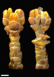 Veronica annulata. Capsule. Scale = 1 mm.
 Image: P.J. Garnock-Jones © Te Papa CC-BY-NC 3.0 NZ